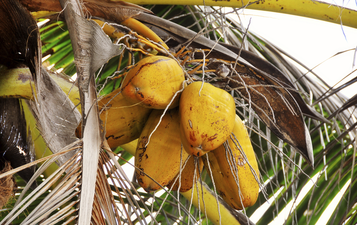 Naturparadies auf La Digue, Seychellen