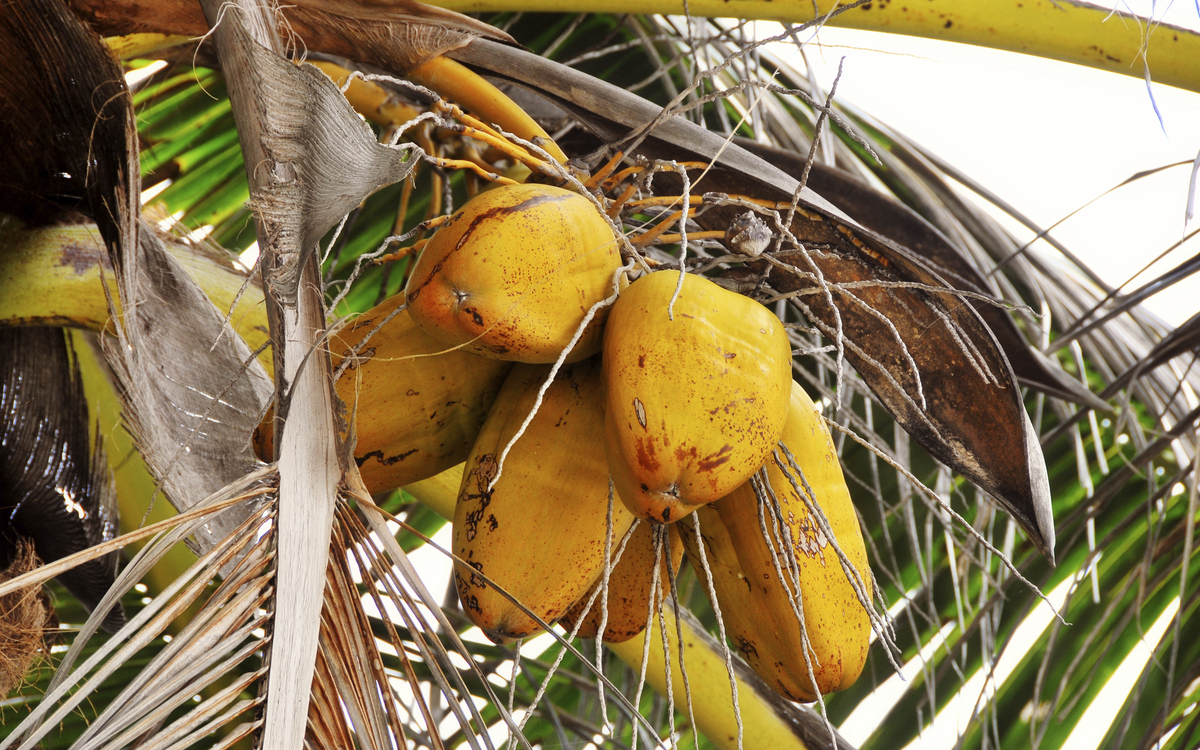 Naturparadies auf La Digue, Seychellen
