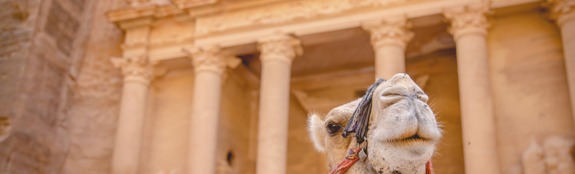Kamel in der Felsenstadt Petra