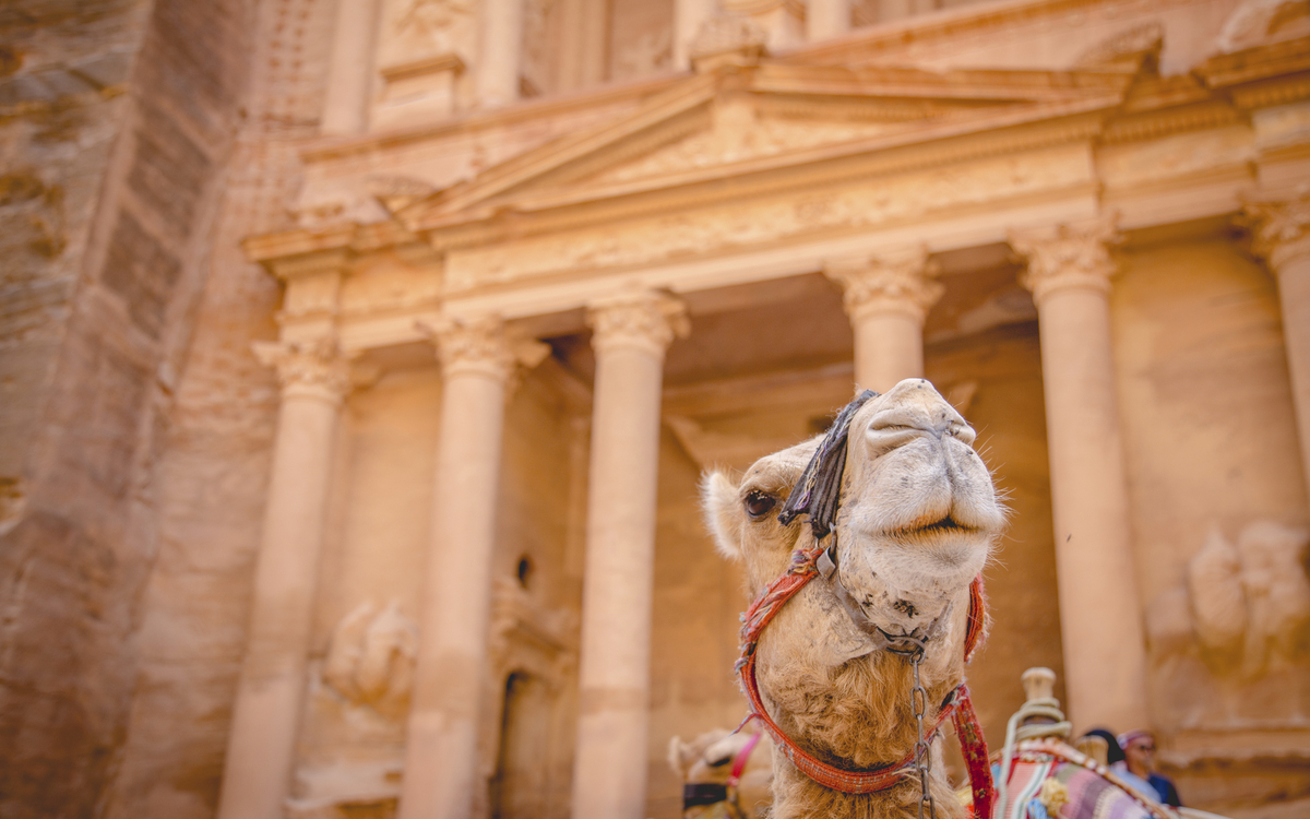 Kamel in der Felsenstadt Petra