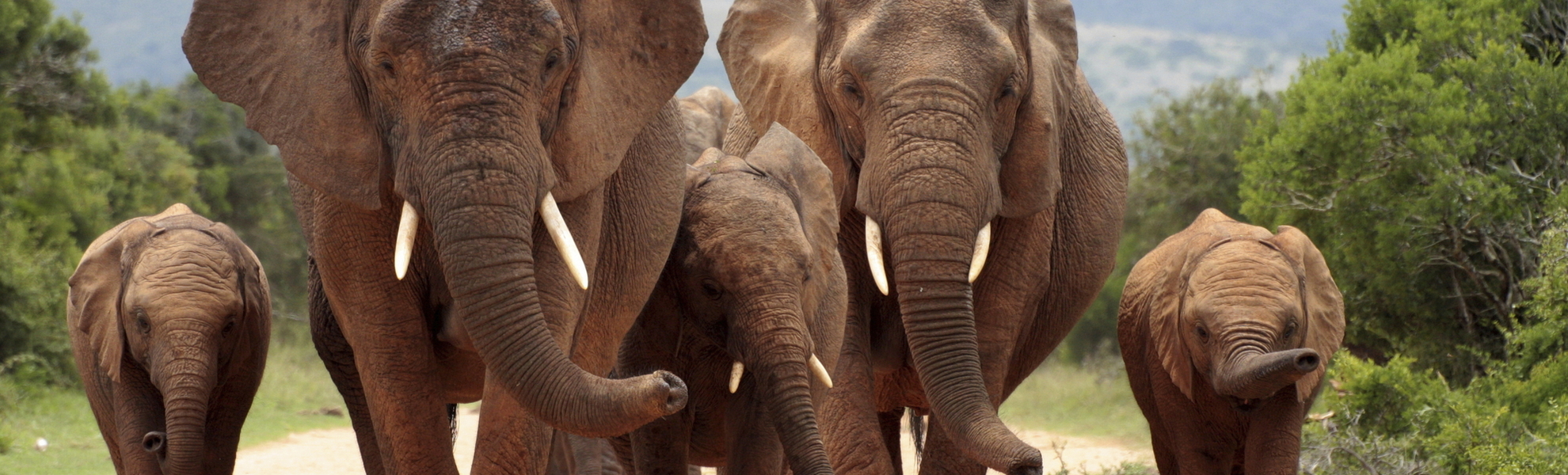 Addo-Elefanten-Nationalpark, Suedafrika