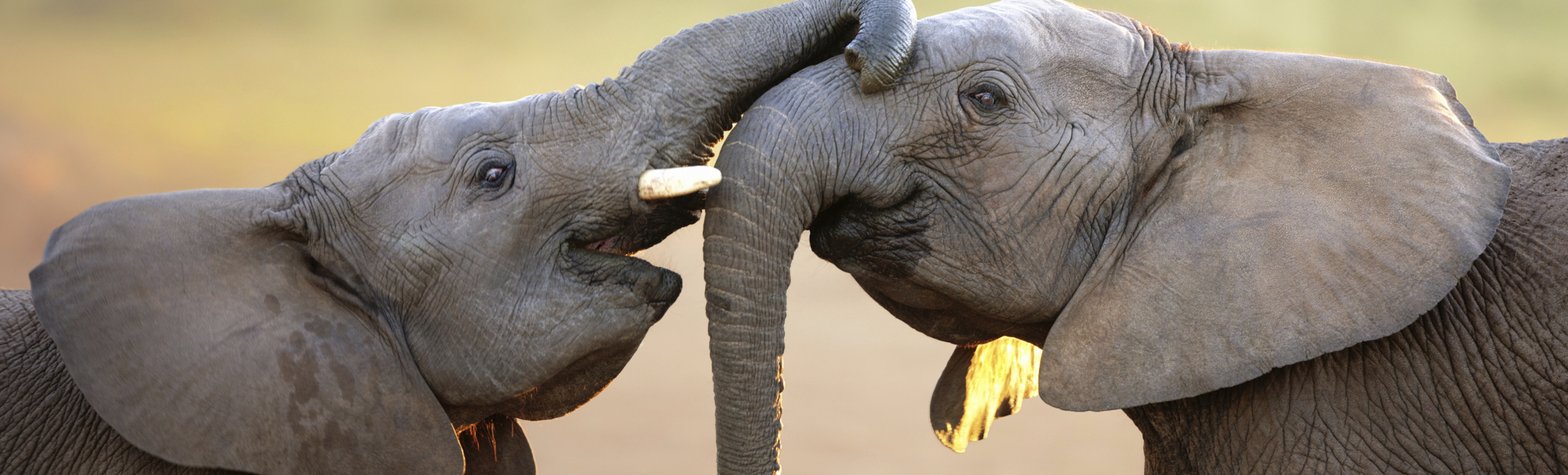 Elefanten im Addo Nationalpark, Südafrika