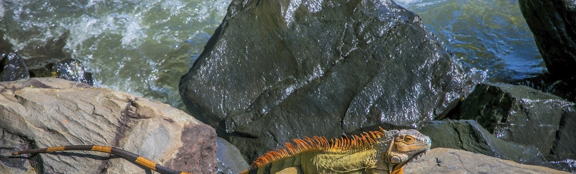 Echse auf Felsen am Meer