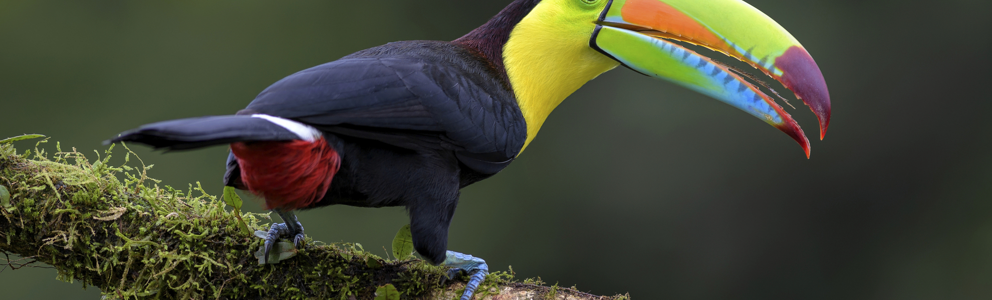 Landestypischer Tukan Vogel, Costa Rica