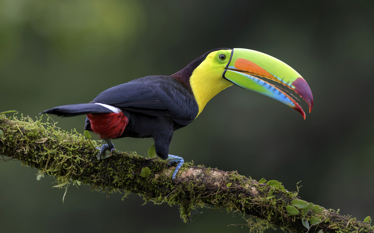 Landestypischer Tukan Vogel, Costa Rica