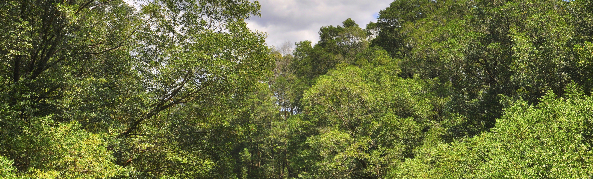 Bootstour durch die Mangroven bei Puntarenas, Costa Rica