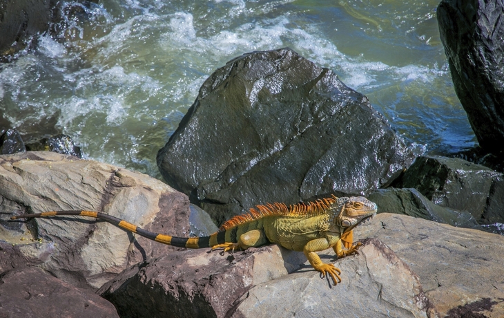 Echse auf Felsen am Meer