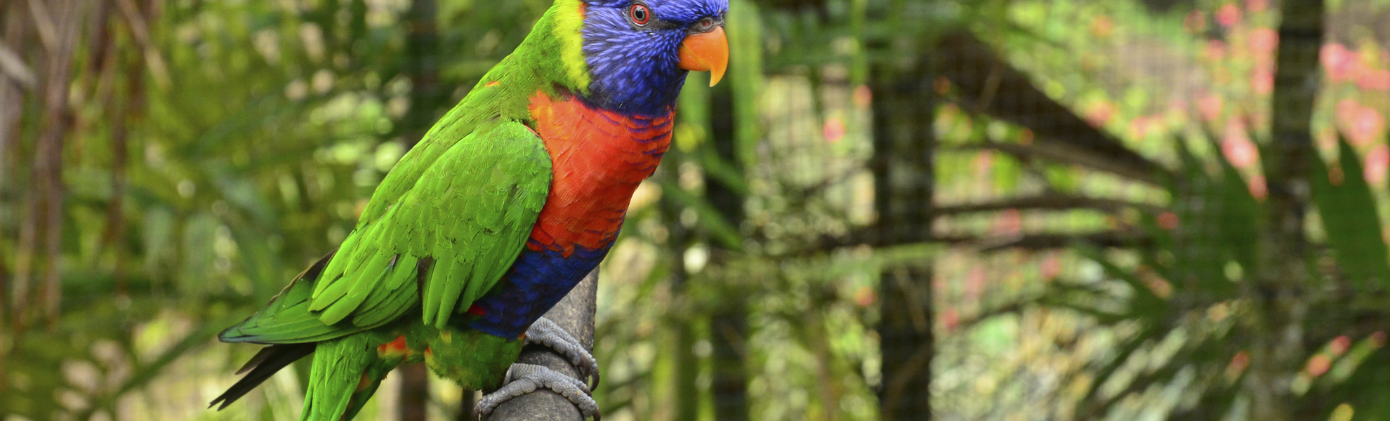 Allfarblori im Wald von Le Carbet, Martinique