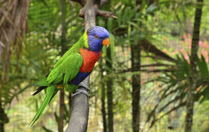 Allfarblori im Wald von Le Carbet, Martinique