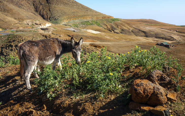 Esel auf den kapverdischen Inseln