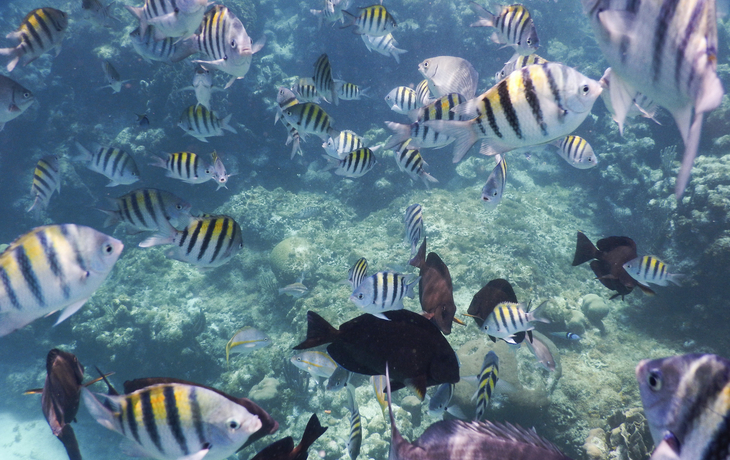 Fische im Korallenriff vor Roatán von Honduras, Karibik