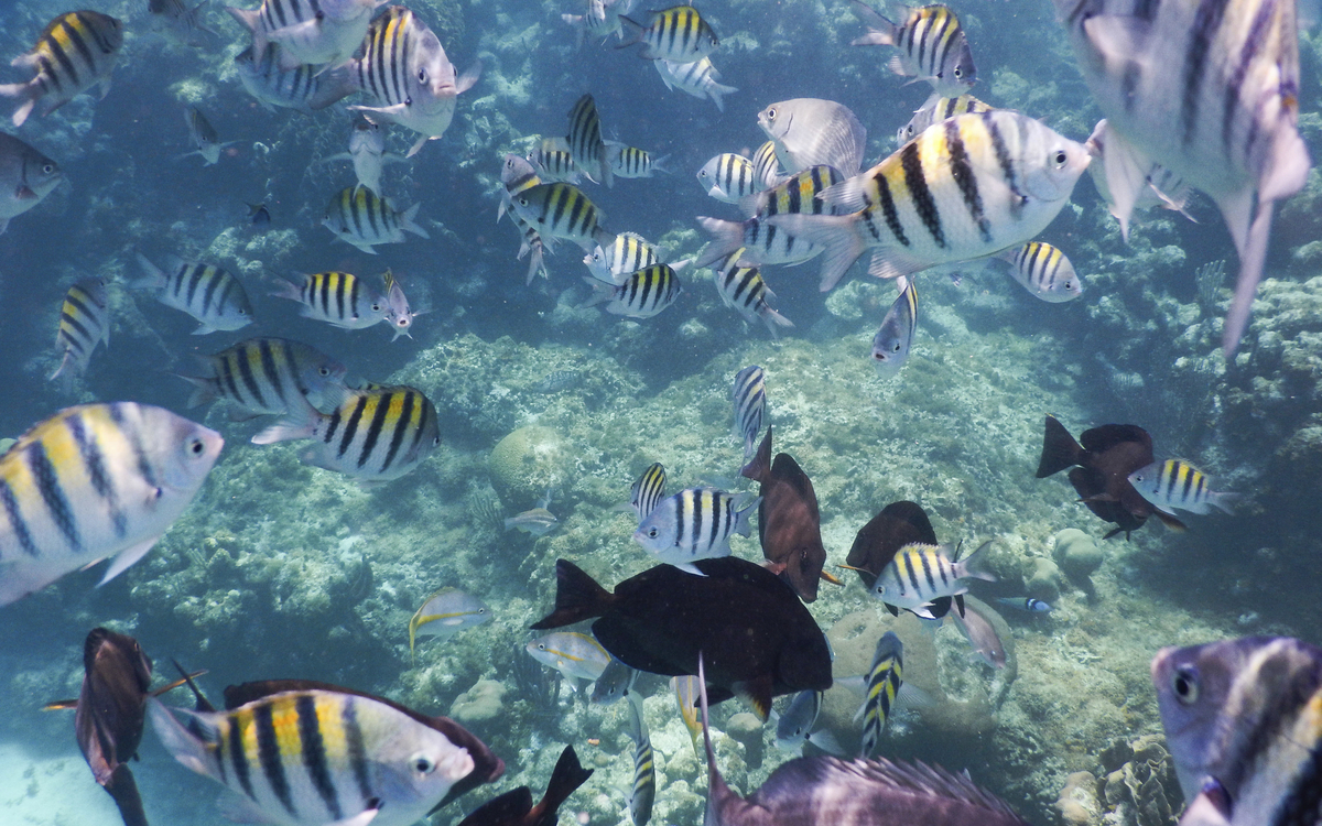 Fische im Korallenriff vor Roatán von Honduras, Karibik