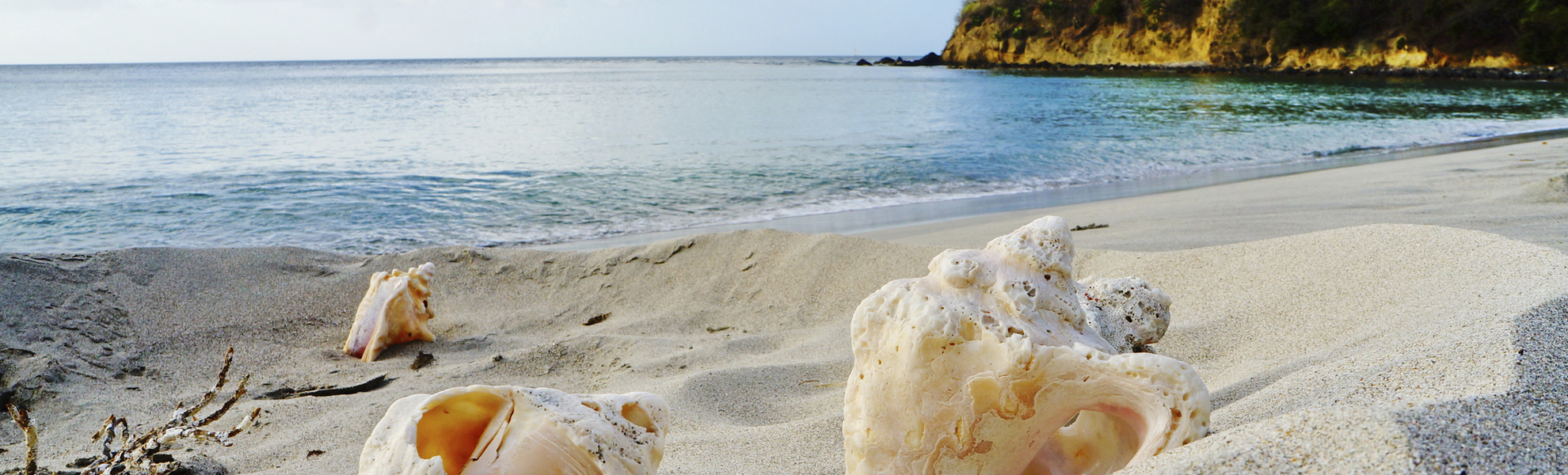 Muschelschale am Strand von der Insel Carriacou gehörend zu Grenada, Karibik