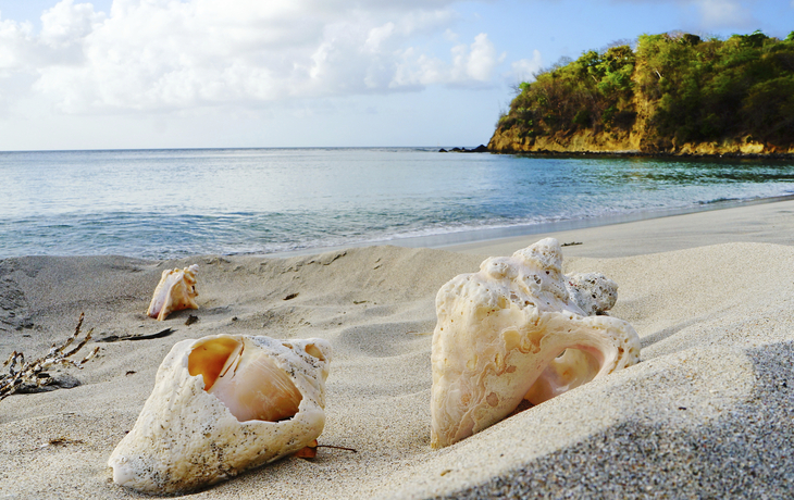 Muschelschale am Strand von der Insel Carriacou gehörend zu Grenada, Karibik