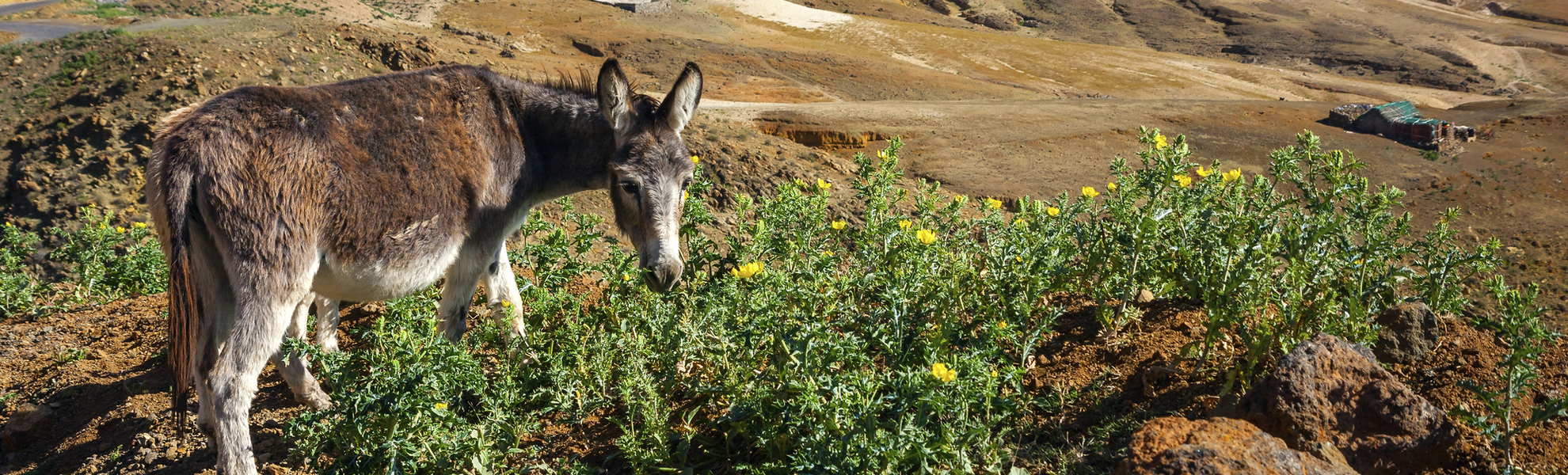 Esel auf den kapverdischen Inseln