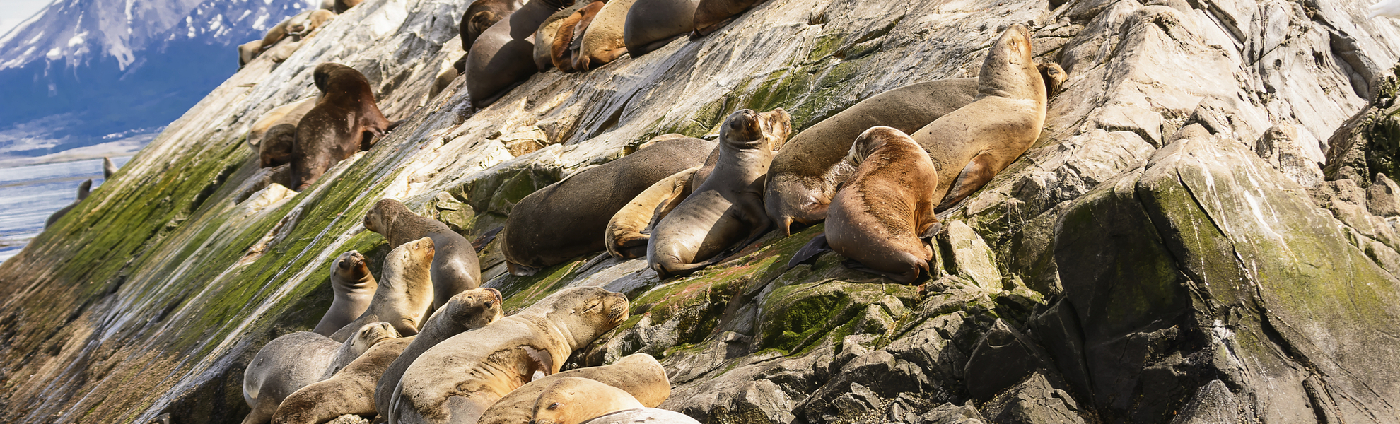 Seelöwen am Beagle-Kanal in Argentinien