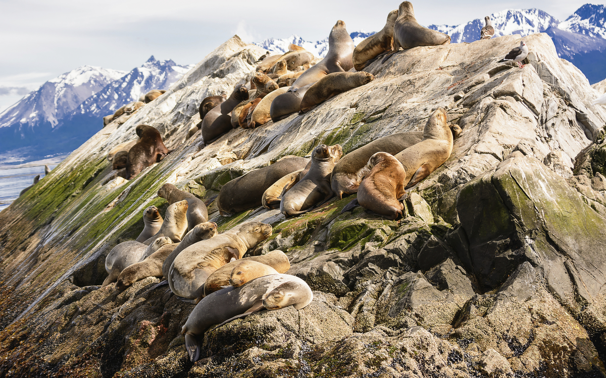 Seelöwen am Beagle-Kanal in Argentinien