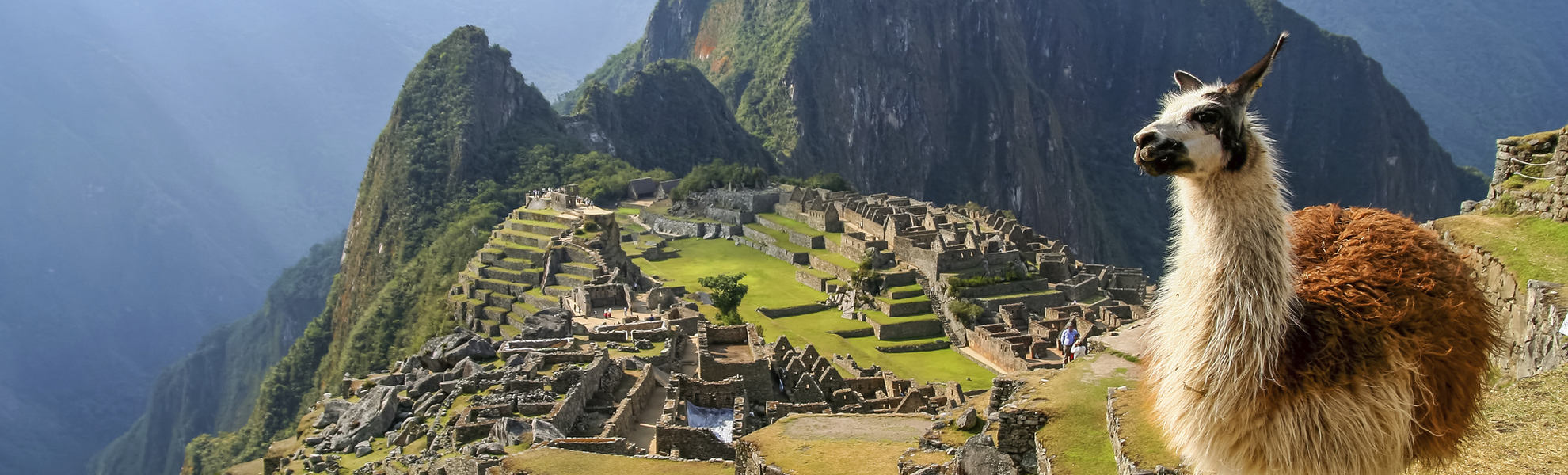 Lama am Machu Picchu