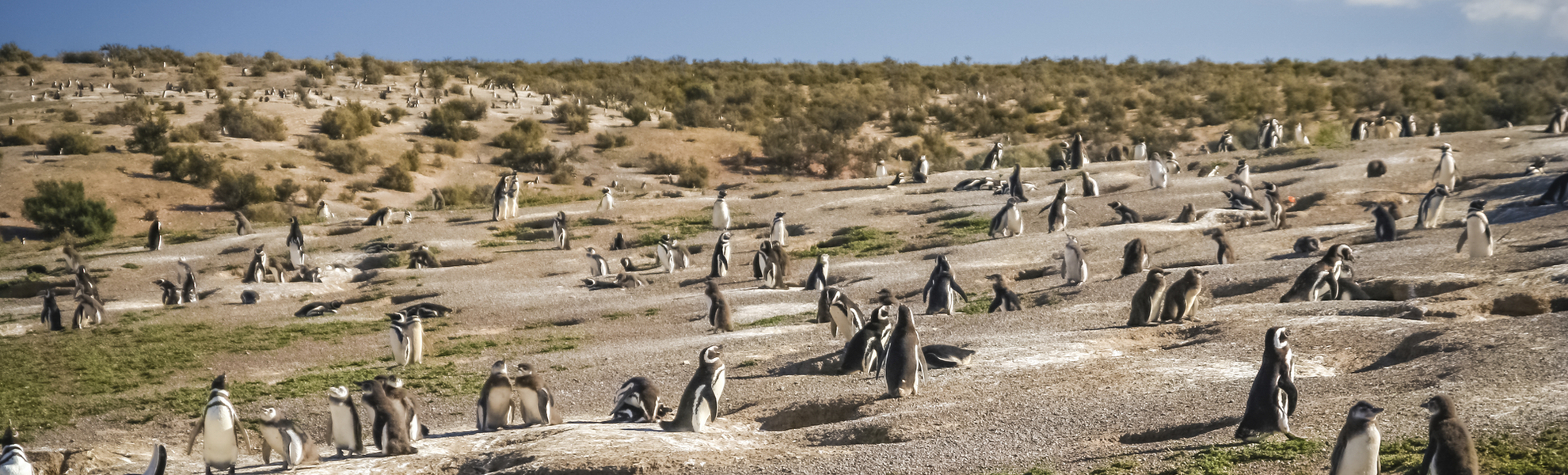Pinguinkolonie, Punta Tombo