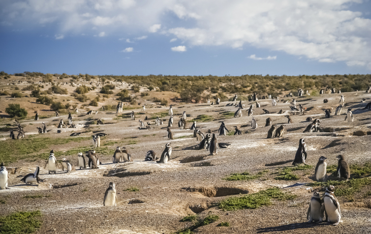 Pinguinkolonie, Punta Tombo