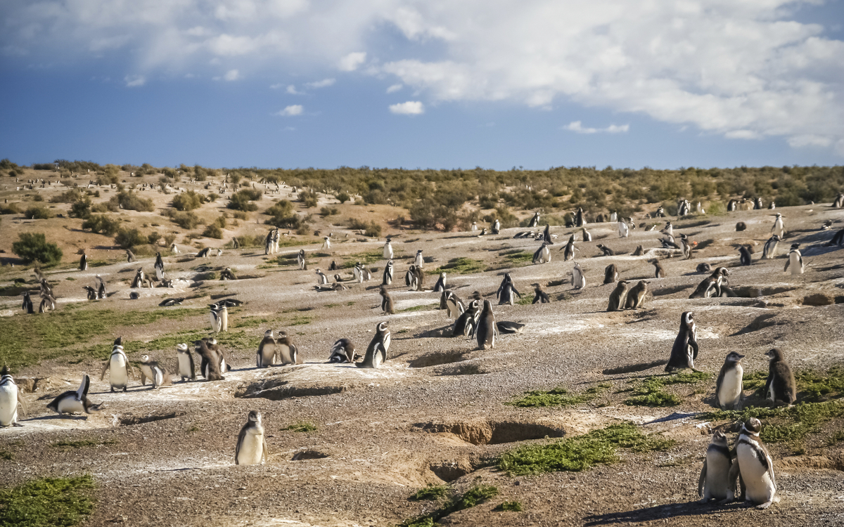 Pinguinkolonie, Punta Tombo