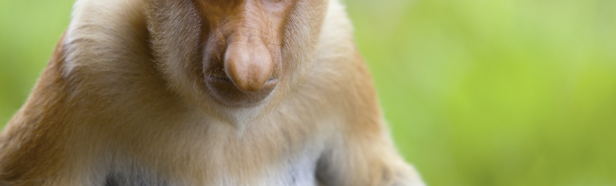 Muara, Mangroven Safari