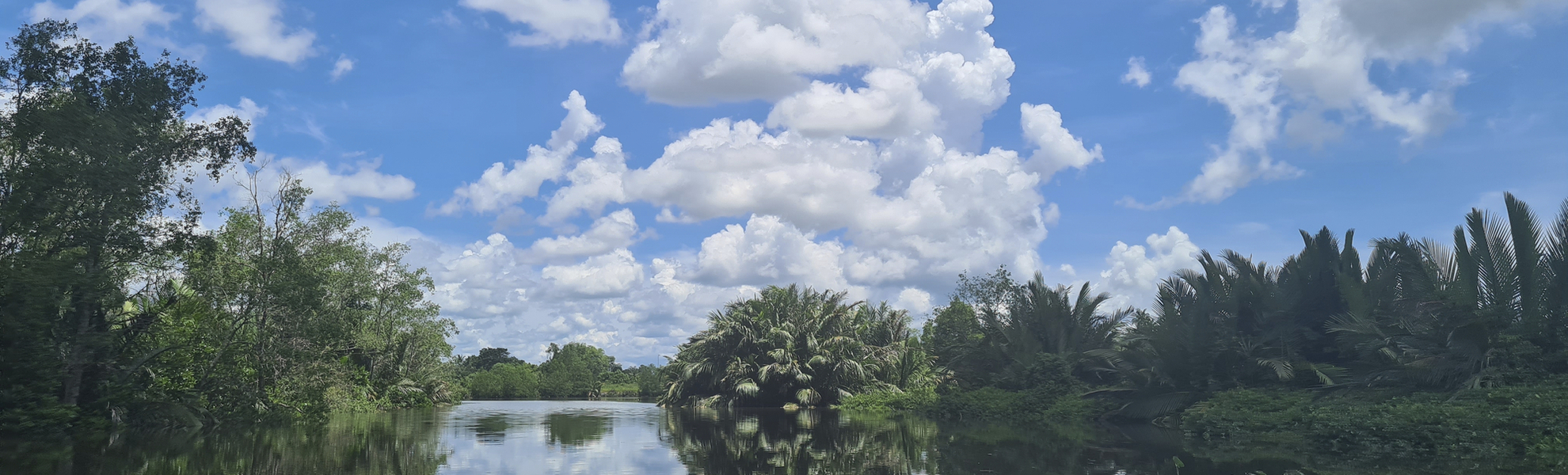 Muara, Mangroven Safari