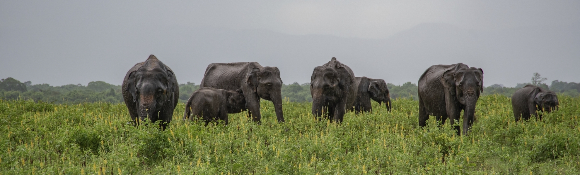 Elefanten in Sri Lanka