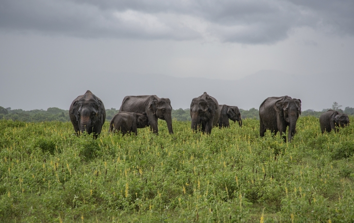 Elefanten in Sri Lanka