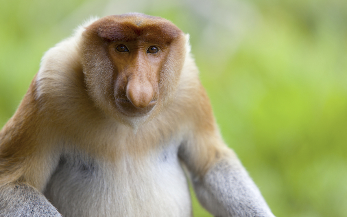 Muara, Mangroven Safari