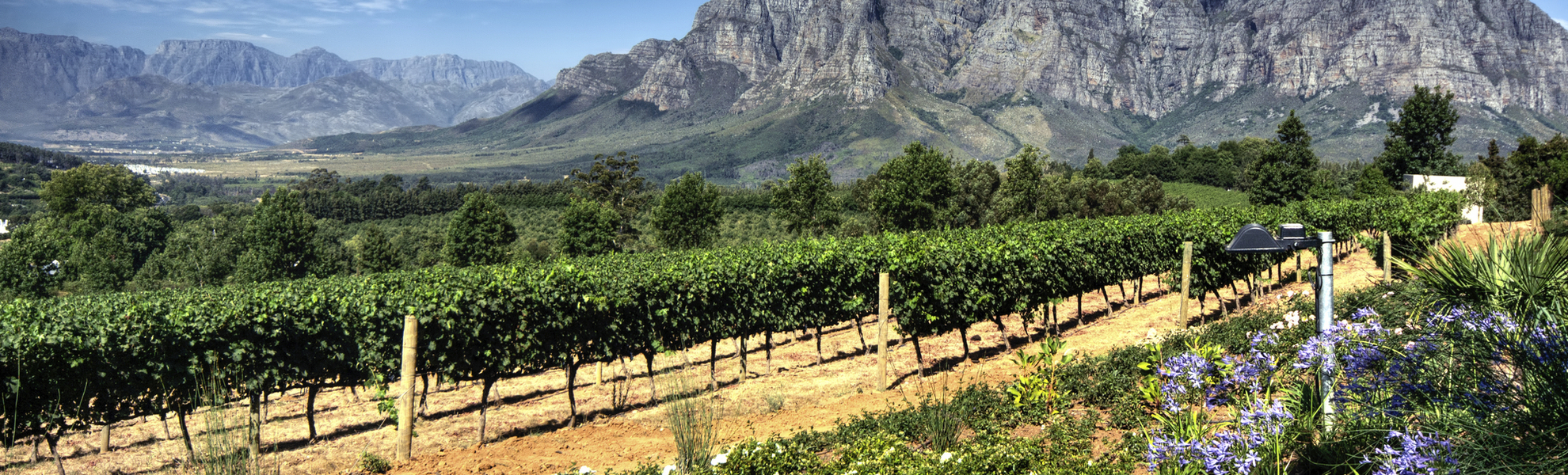 Weinreben in Stellenbosch, Südafrika