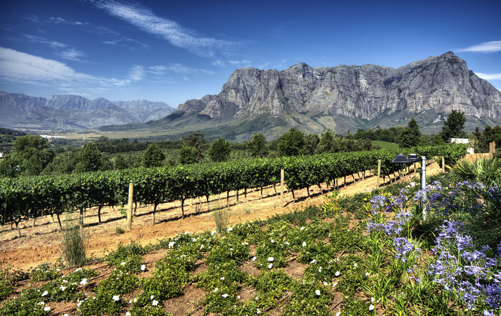 Weinreben in Stellenbosch, Südafrika