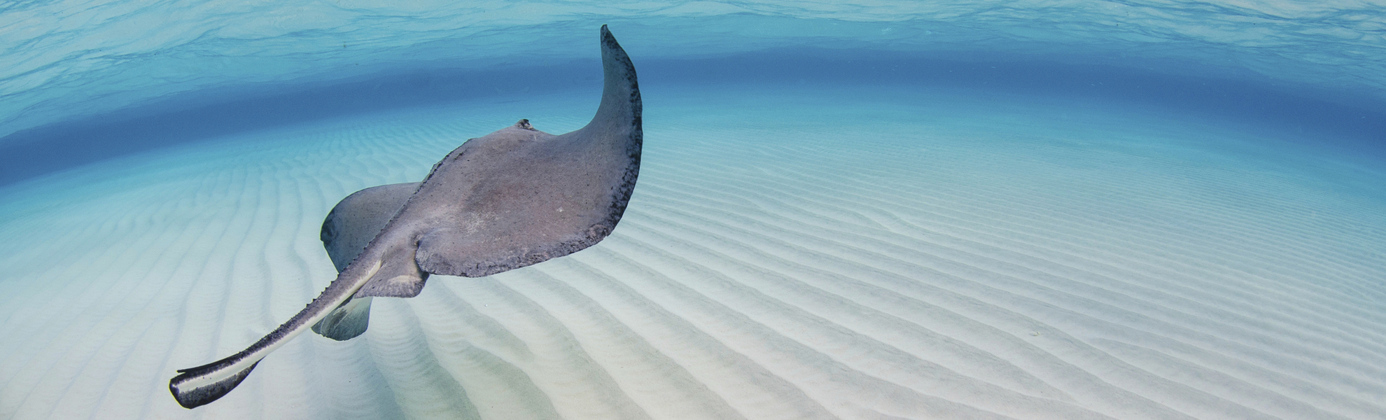 Rochen im Meer, Cayman