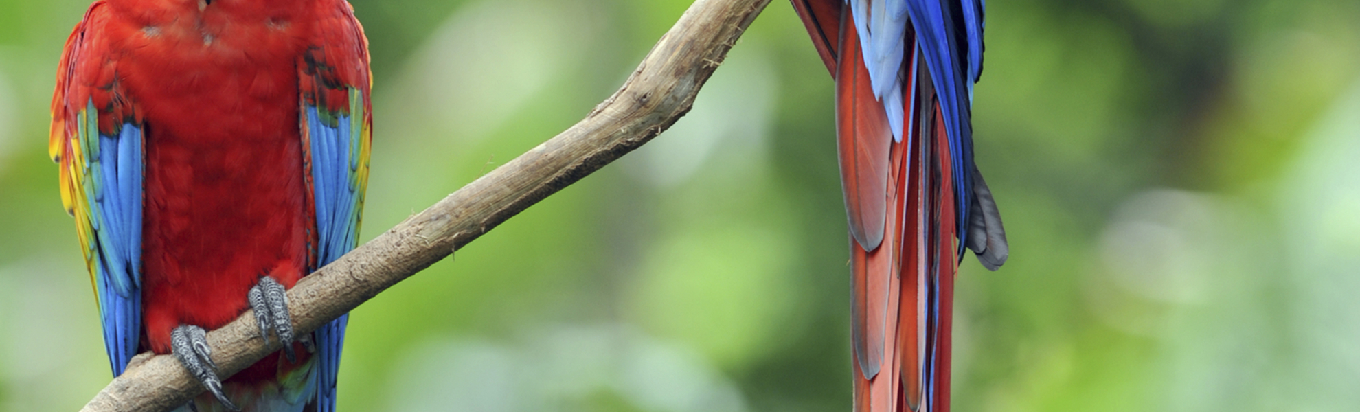 Papageien in Costa Rica