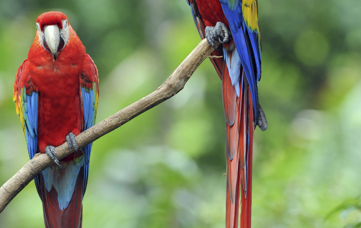 Papageien in Costa Rica