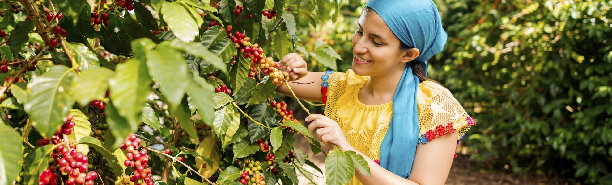 Kaffeeplantage