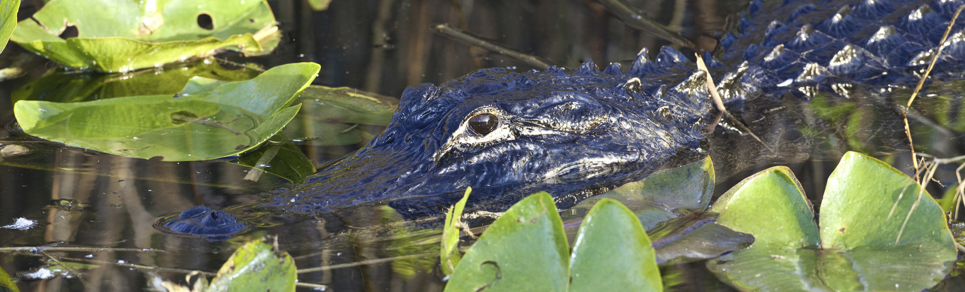 Alligator in schützendem Flussbett