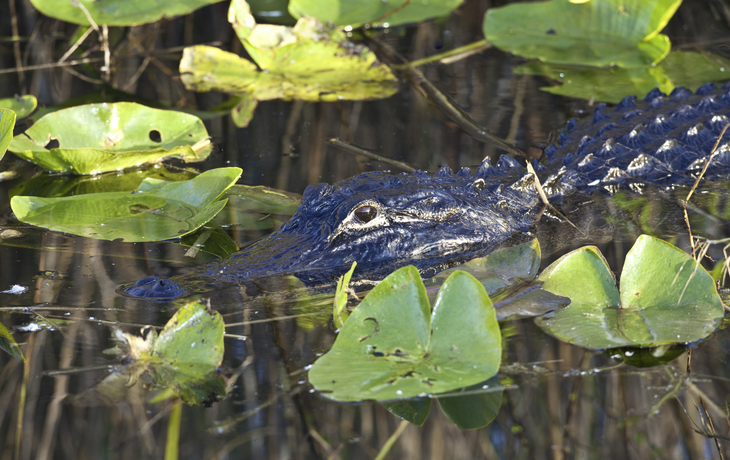 Alligator in schützendem Flussbett