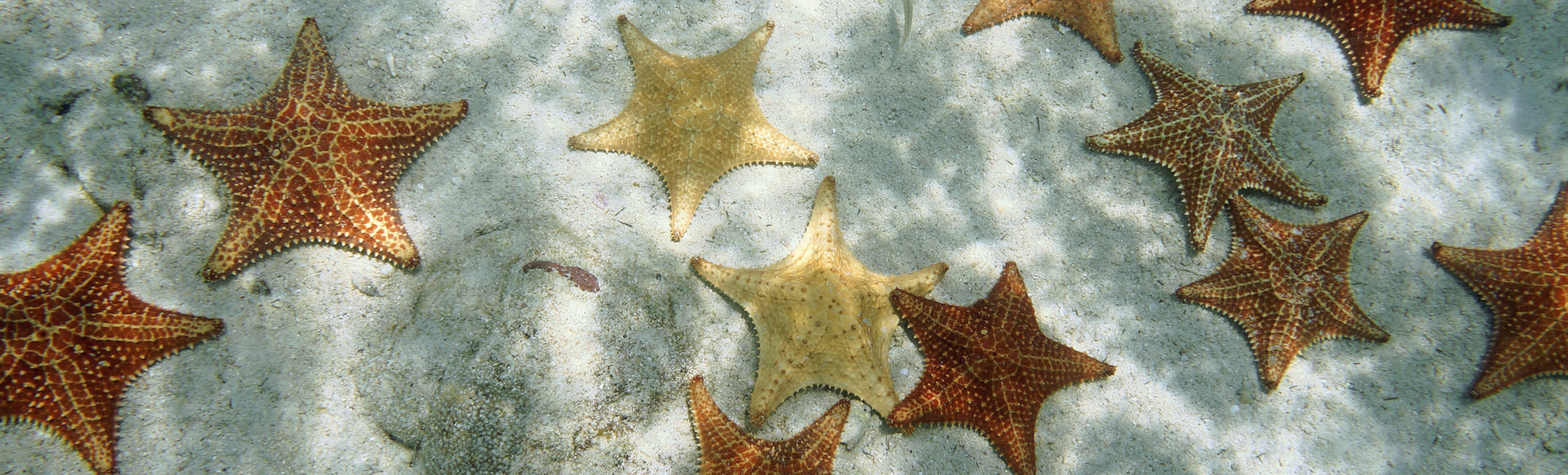 Seesterne im Meer von Bahamas