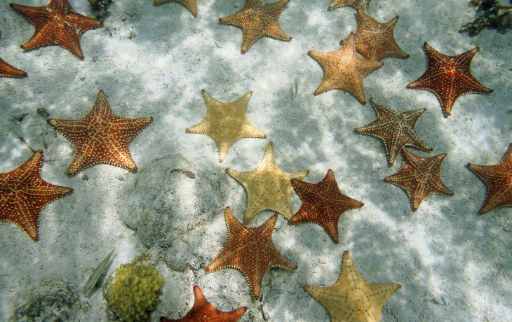 Seesterne im Meer von Bahamas