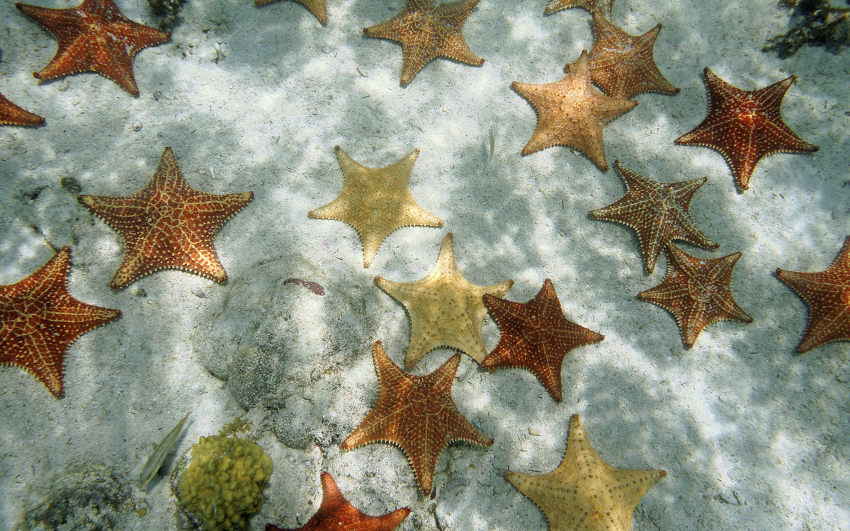 Seesterne im Meer von Bahamas