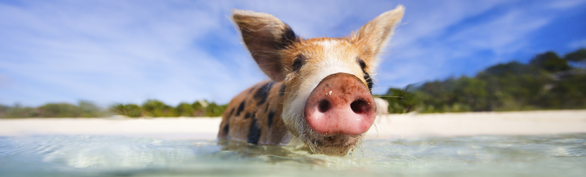 Schwimmendes Schwein, Bahamas
