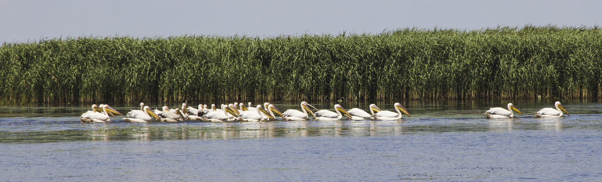 Pelikane im Donaudelta, Ukraine