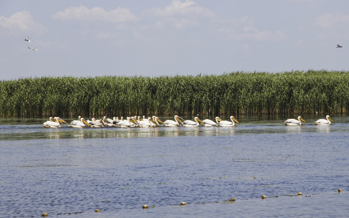 Pelikane im Donaudelta, Ukraine