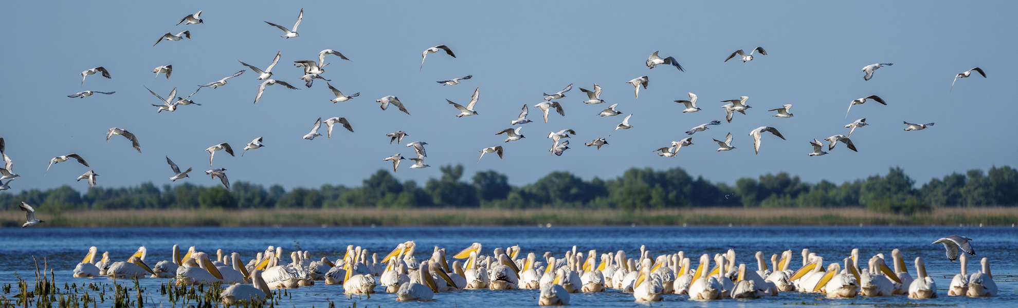 Pelinake in der Donaudelta, Ungarn
