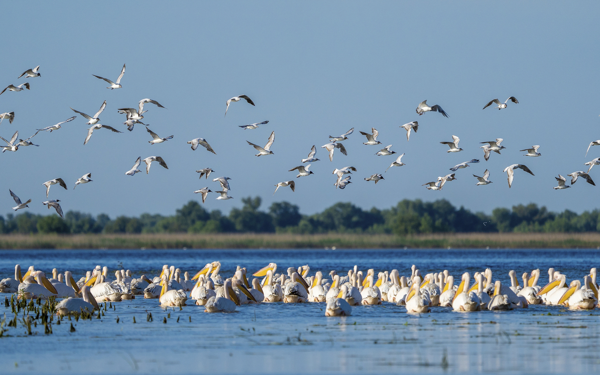 Pelinake in der Donaudelta, Ungarn
