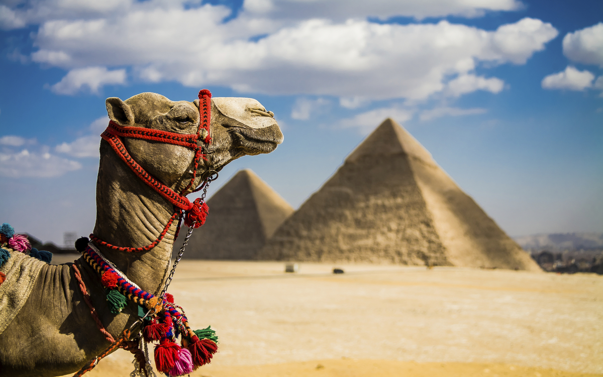 Kamel vor den Pyramiden von Gizeh in Ägypten