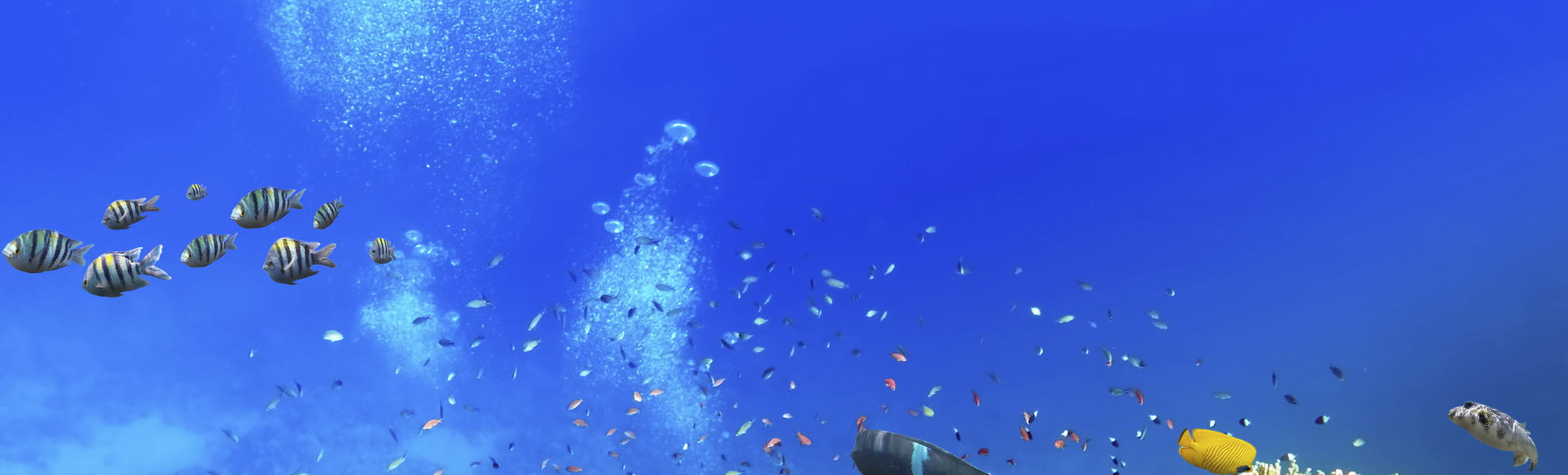 Taucher mit bunten Fischen an Korallenriff