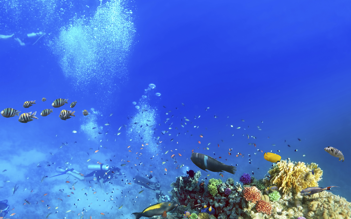 Taucher mit bunten Fischen an Korallenriff