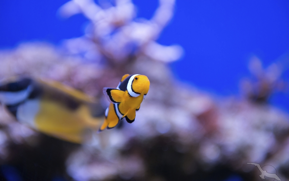 Unterwasserwelt im Roten Meer